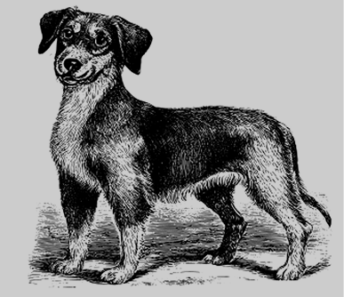 Lorem ipsum magnis leo